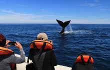 Animal Travel1