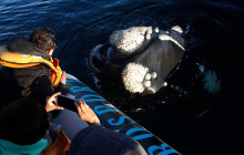 Animal Travel3