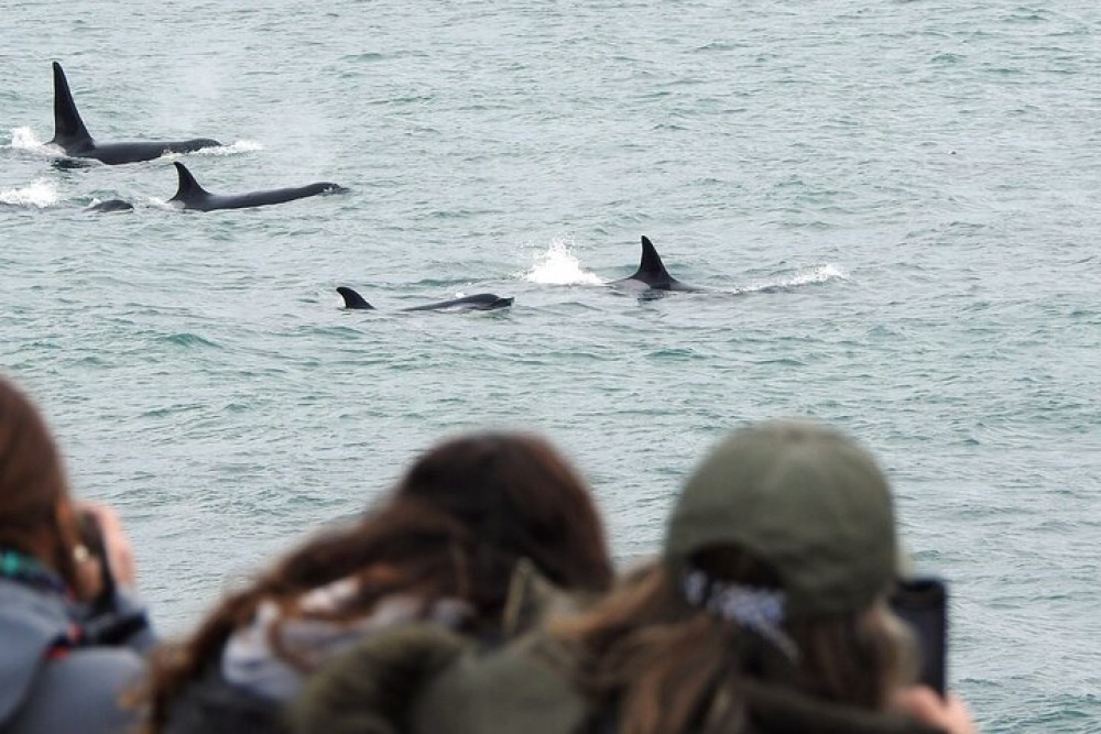 Orcas Private Tour Puerto Madryn, Caleta Valdes, or Punta Norte
