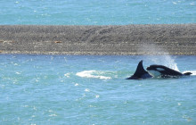 Animal Travel3
