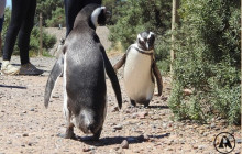 Animal Travel8