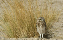 Animal Travel3