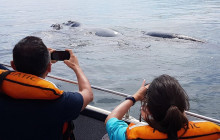 Animal Travel6