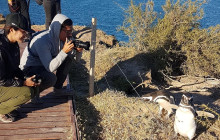 Animal Travel9