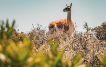 Animal Travel3