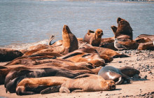 Animal Travel7