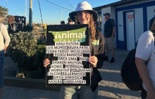 Animal Travel3