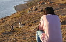 Animal Travel4