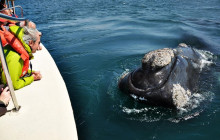 Animal Travel8