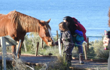 Animal Travel11