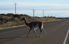 Animal Travel14