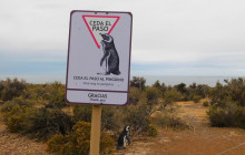 Animal Travel3