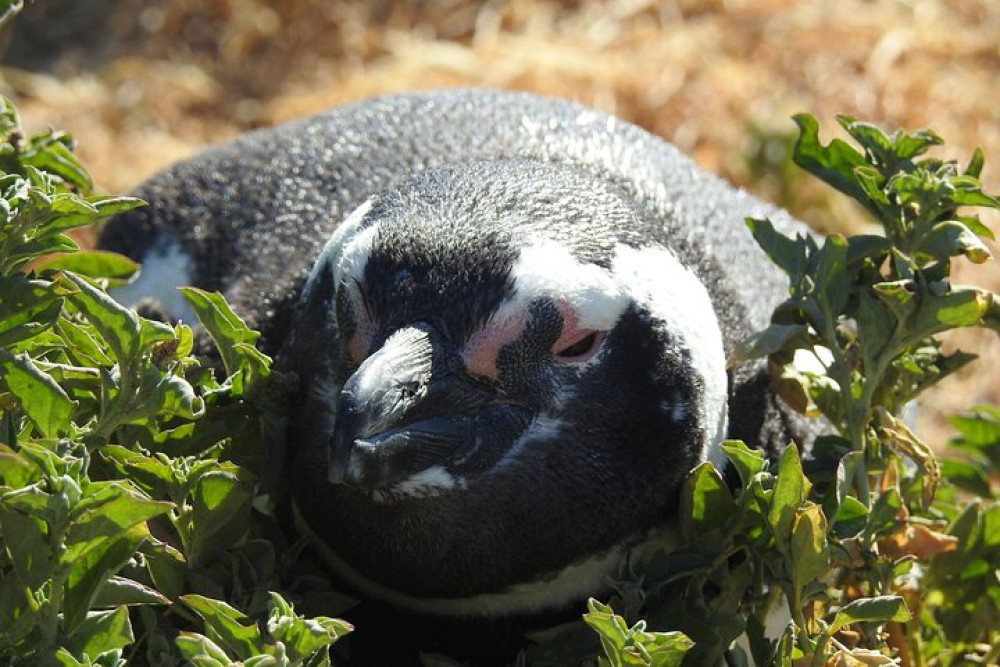 Cruise Shore Excursion to Punta Tombo Penguin Reserve from Puerto Madryn