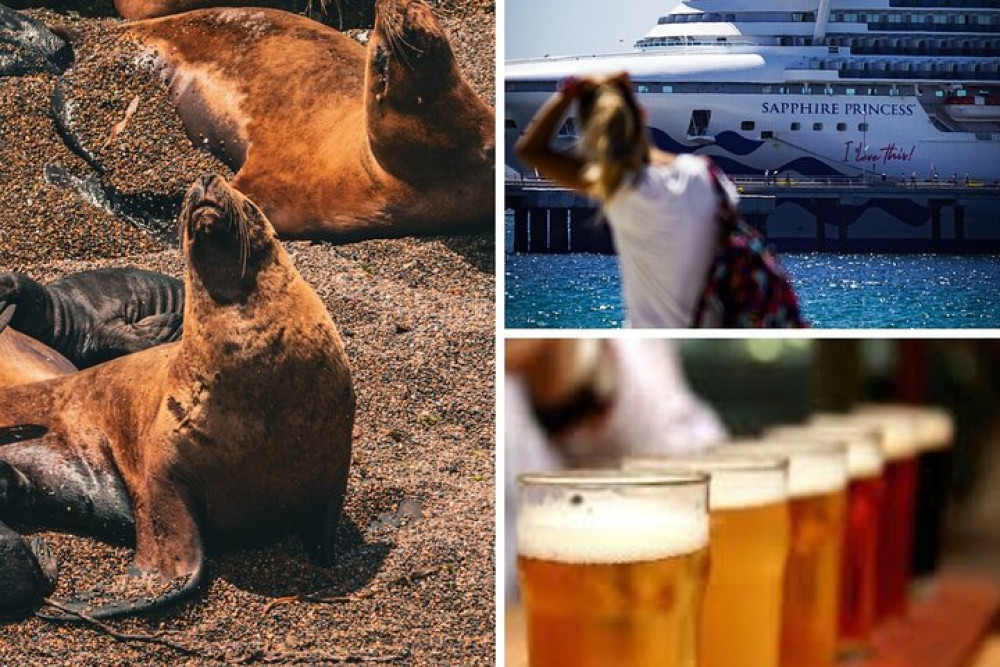 Puerto Madryn Shore Excursion: Punta Loma with Optional Craft Beer Tasting