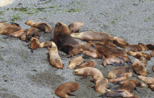 Animal Travel2