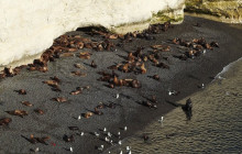 Animal Travel6