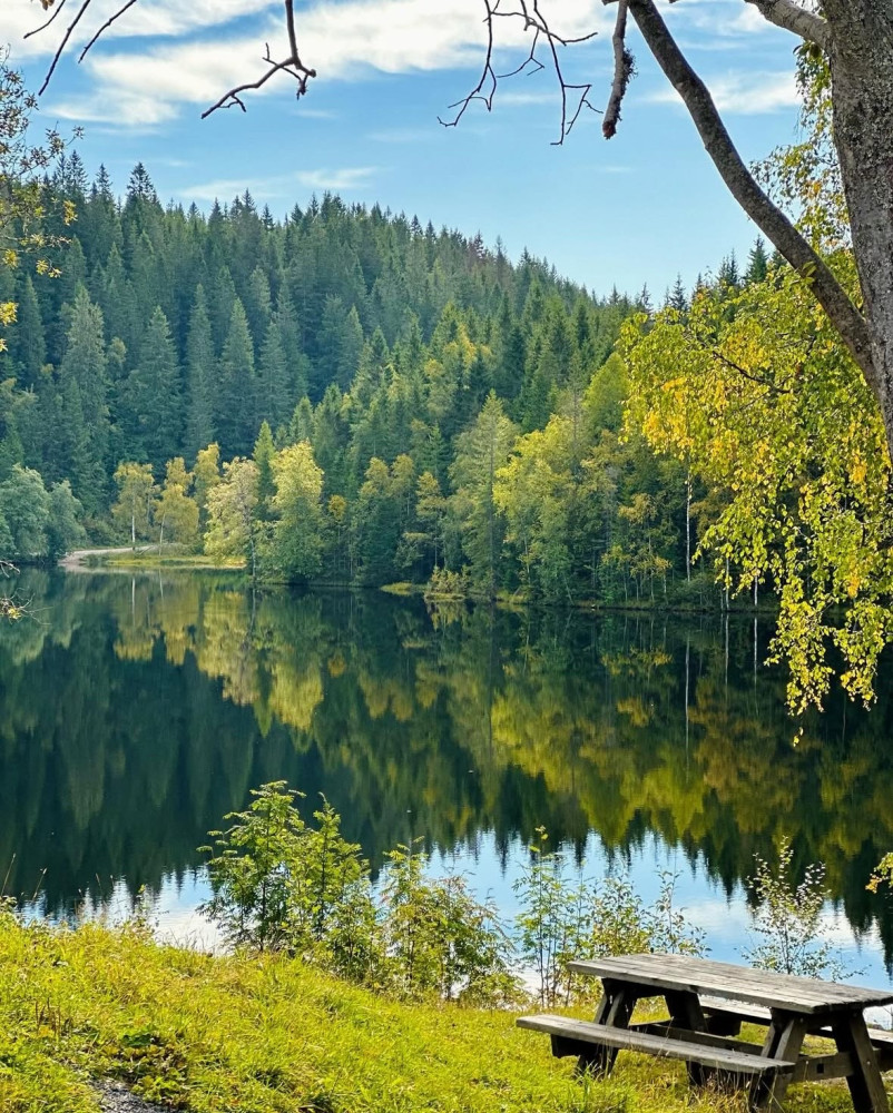 Private Local Cabin, Fresh Pastries, and a Swim
