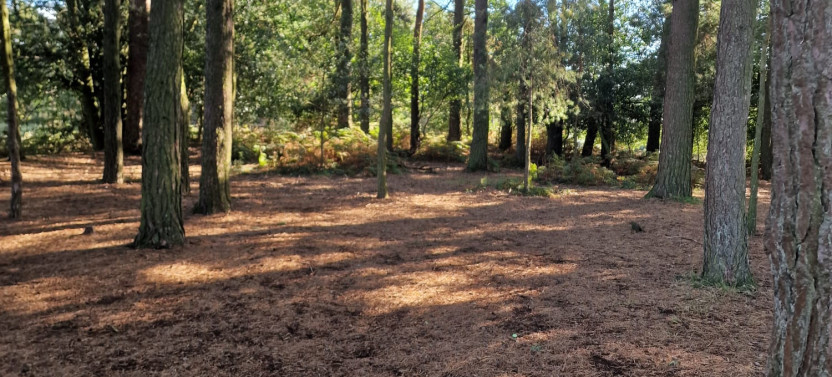 Winnie the Pooh's Hundred Acre Wood Small Group Tour