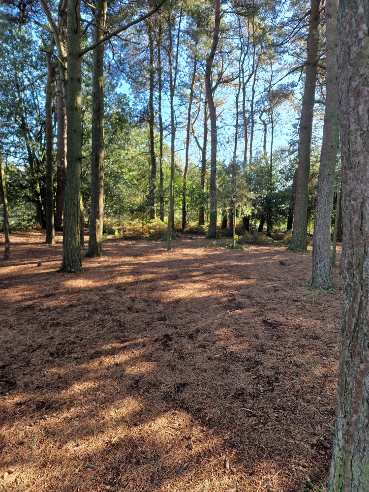 Winnie the Pooh's Hundred Acre Wood Small Group Tour