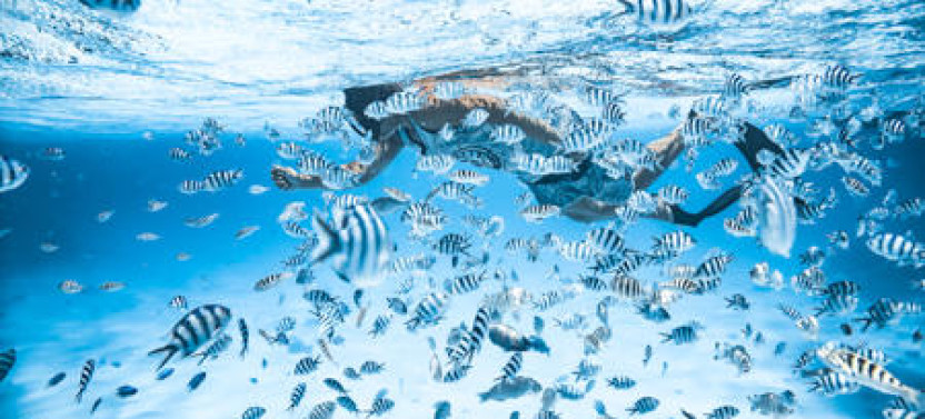 Full-Day Combo Lagoon Snorkeling Tour &  4x4 Land Adventure in Bora Bora