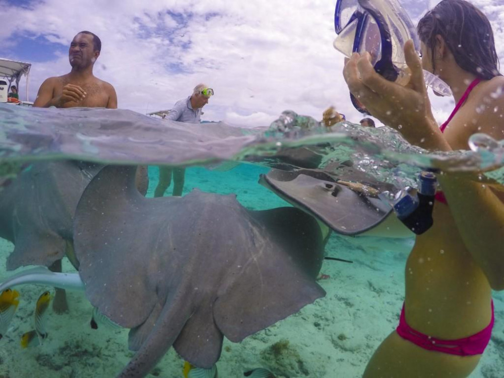 Half Day Bora Bora Lagoon Boat Tour with Sharks, Rays & Motu Visit