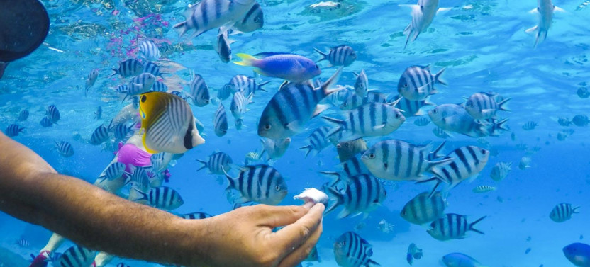 Full-day Bora Bora Lagoon Snorkeling with Ray & Shark and Motu Lunch
