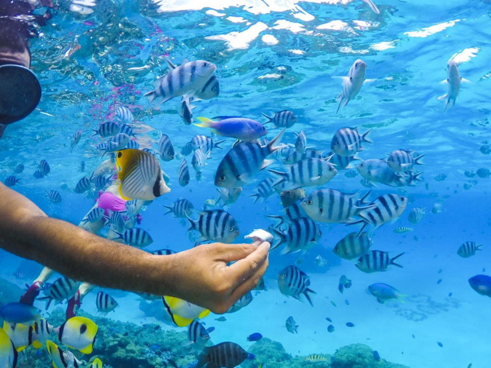 Bora Bora Lagoon Cruise with Ray & Shark Snorkeling and Motu Lunch