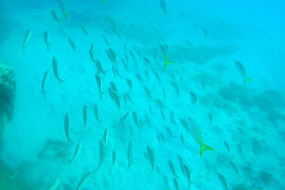Snuba SXM