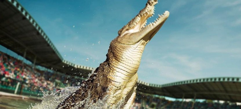 Private Australia Zoo & Scenic Reserve or Caloundra Tour