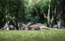 Adventure Day Trips Brisbane7