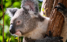 Adventure Day Trips Brisbane4