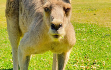 Adventure Day Trips Brisbane20