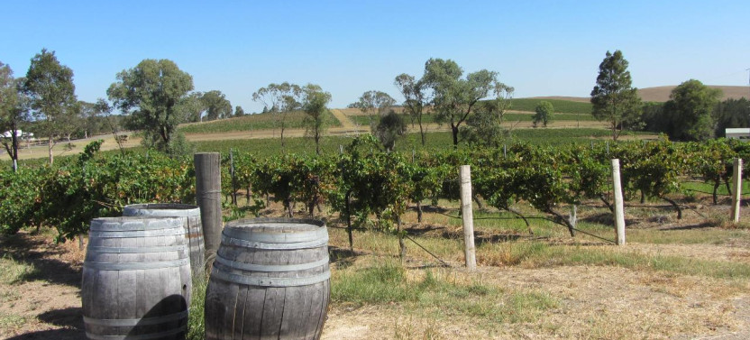 Private Mount Tamborine and Gold Coast Winery Tour