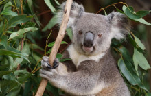 Adventure Day Trips Brisbane6