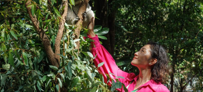 Private Brisbane Tour with Lone Pine Koala Sanctuary