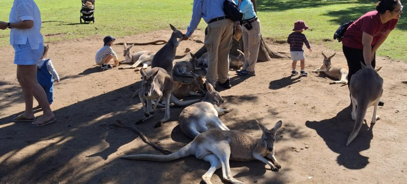 Private Brisbane Tour with Lone Pine Koala Sanctuary