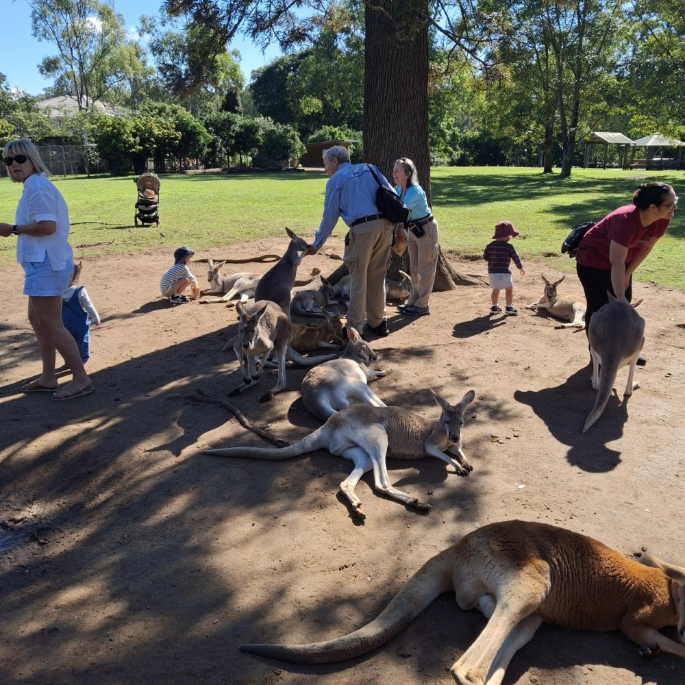 Private Brisbane Tour with Lone Pine Koala Sanctuary