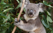 Adventure Day Trips Brisbane5