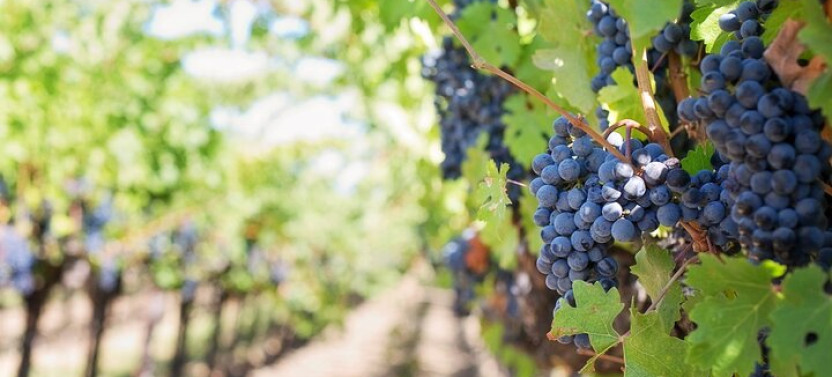 Private Wine Tour in Sedona, Arizona