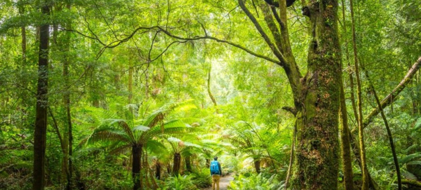 Peaks, Falls & Furry Locals: Mt. Field & The Derwent Private Day