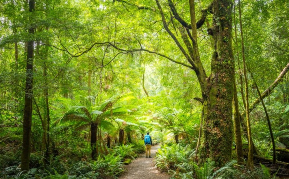 Peaks, Falls & Furry Locals: Mt. Field & The Derwent Private Day