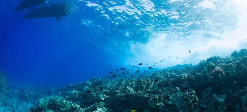 Molokini & Turtle Adventure