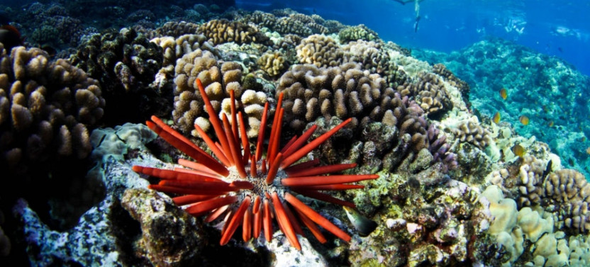 Molokini & Turtle Adventure