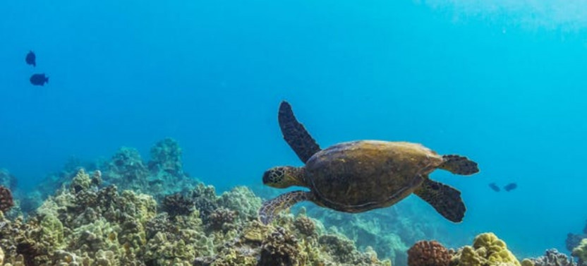 Molokini & Turtle Adventure