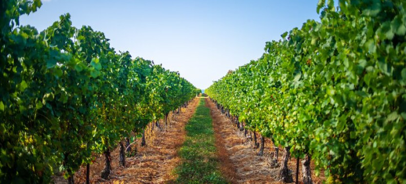 Luxury Day Trip: Niagara-on-the-lake, Wine & Falls From Toronto