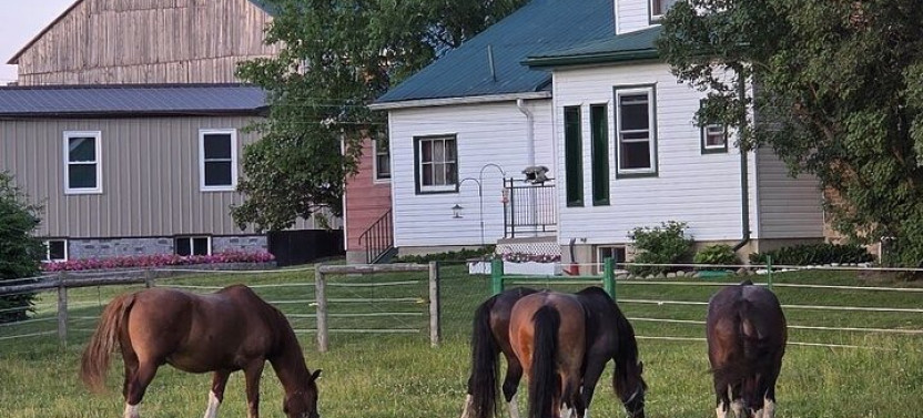 St. Jacobs Market & Mennonite Countryside Tour