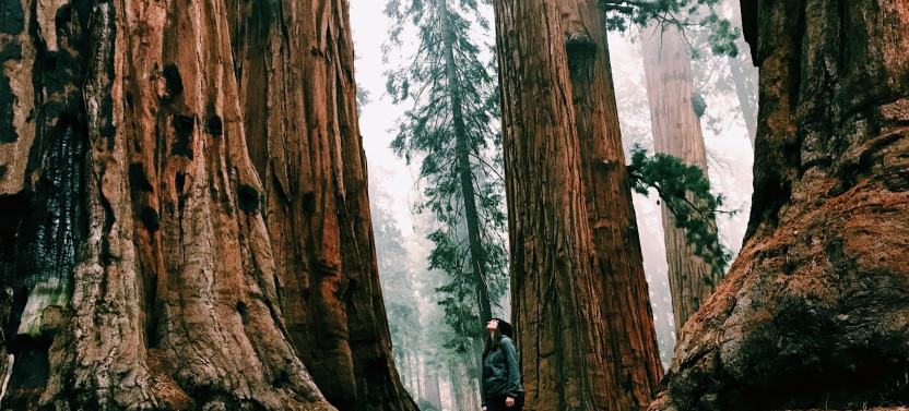 Yosemite & Giant Sequoias Day Tour