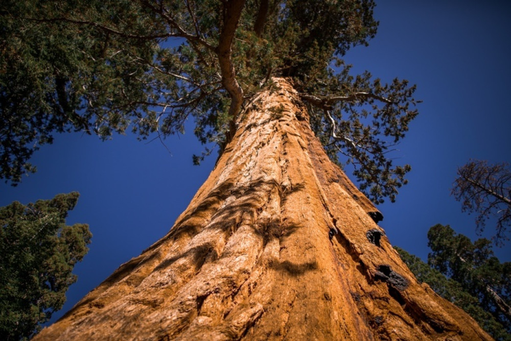 Yosemite & Giant Sequoias Day Tour