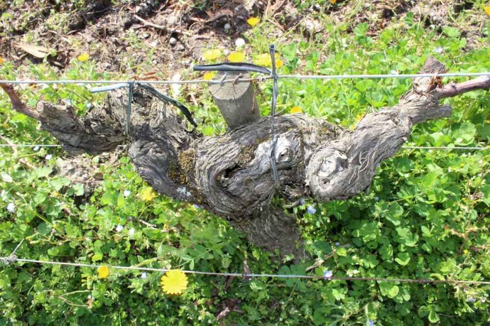 Bordeaux Private Half-Day Excursion: Medoc Wine Tasting Tour