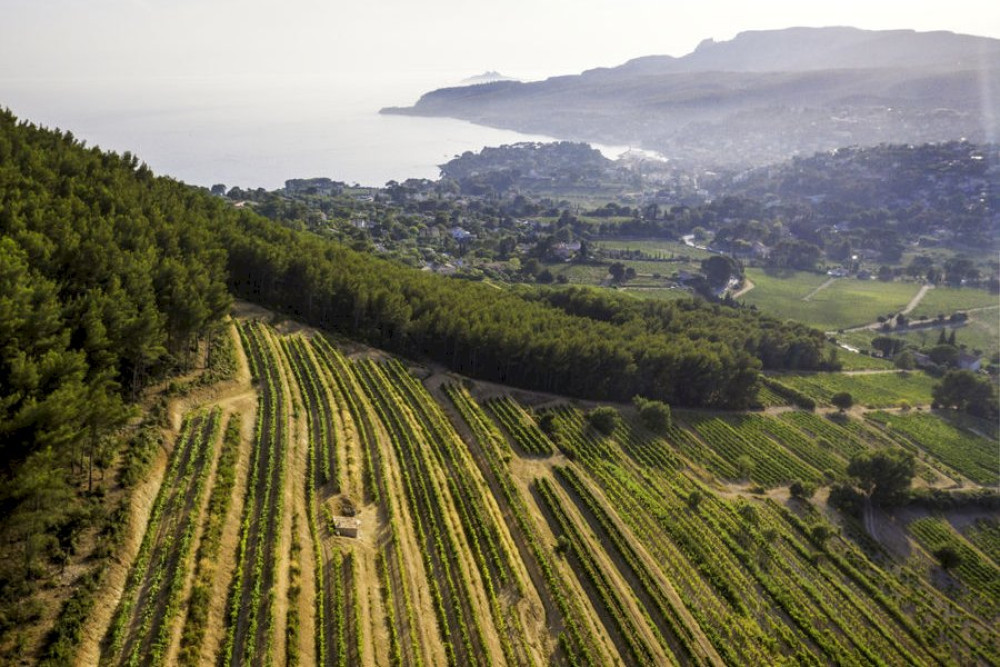 Marseille Private Shore Excursion: Provence Wine Experience